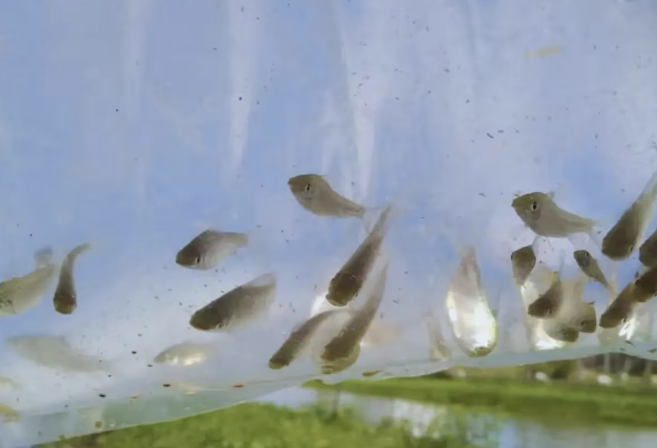 Camarones versus mosquitos: impulsan el cultivo de peces como método efectivo para reducir larvas de insectos